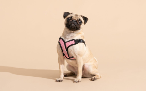 Best Truelove Harness for Puppies and Small Dogs: Premium Comfort